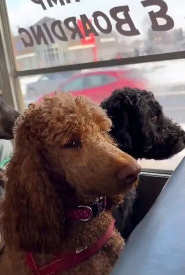เผยคลิปบรรยากาศน้องหมาขึ้นรถบัสไปเที่ยว "Dog Park" ที่ขาไปอย่างคึก ขากลับอย่างร่วง!