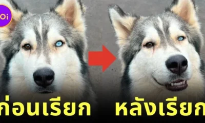 ส่อง 17 ภาพก่อนและหลังน้องหมาถูกเรียกว่า "เด็กดี (Good Boy/Good Girl)" (ภาค 2)