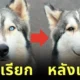 ส่อง 17 ภาพก่อนและหลังน้องหมาถูกเรียกว่า "เด็กดี (Good Boy/Good Girl)" (ภาค 2)