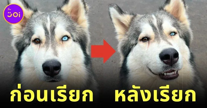 ส่อง 17 ภาพก่อนและหลังน้องหมาถูกเรียกว่า "เด็กดี (Good Boy/Good Girl)" (ภาค 2)