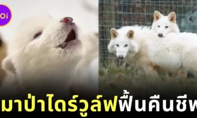 เผยคลิป "ไดร์วูล์ฟ (Dire Wolf)" หมาป่าดึกดำบรรพ์เมื่อ 10,000 ปีที่แล้ว ฟื้นคืนชีพอีกครั้ง ที่น่ารักมากจนหลายคนลืมความโหดดุดันของน้องไปหมดสิ้น!