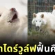 เผยคลิป "ไดร์วูล์ฟ (Dire Wolf)" หมาป่าดึกดำบรรพ์เมื่อ 10,000 ปีที่แล้ว ฟื้นคืนชีพอีกครั้ง ที่น่ารักมากจนหลายคนลืมความโหดดุดันของน้องไปหมดสิ้น!