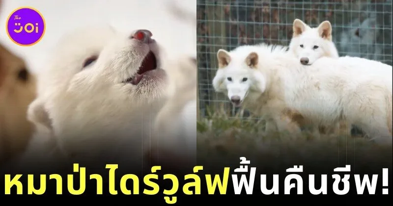 เผยคลิป "ไดร์วูล์ฟ (Dire Wolf)" หมาป่าดึกดำบรรพ์เมื่อ 10,000 ปีที่แล้ว ฟื้นคืนชีพอีกครั้ง ที่น่ารักมากจนหลายคนลืมความโหดดุดันของน้องไปหมดสิ้น!