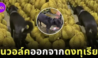 Dog moonwalk out of durians