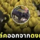 Dog moonwalk out of durians