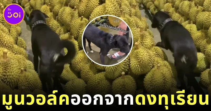 Dog moonwalk out of durians