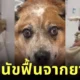 ชาวเน็ตแห่แชร์คลิปรีแอคชั่นของเหล่าน้องหมาหลังฟื้นจากการวางยาสลบ ทำเจ้าของทั้งขำทั้งสงสาร