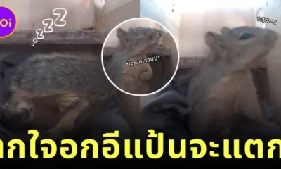เผยคลิปรีแอคชั่นของกระรอกน้อยตกใจเสียงฟ้าผ่า ที่น่ารักน่าเอ็นดูจนกลายเป็นไวรัลร้อยล้านวิว!