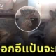 เผยคลิปรีแอคชั่นของกระรอกน้อยตกใจเสียงฟ้าผ่า ที่น่ารักน่าเอ็นดูจนกลายเป็นไวรัลร้อยล้านวิว!