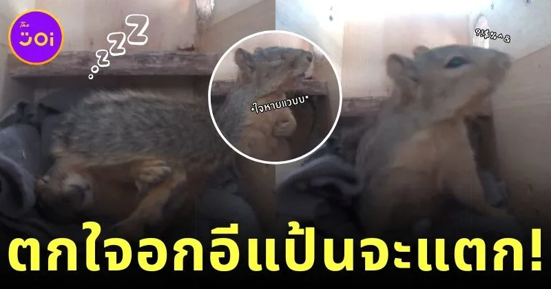 เผยคลิปรีแอคชั่นของกระรอกน้อยตกใจเสียงฟ้าผ่า ที่น่ารักน่าเอ็นดูจนกลายเป็นไวรัลร้อยล้านวิว!