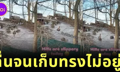 เผยคลิปหาดูยากของนกอีมูลื่นลงเขา ที่จะทำให้ทุกคนรู้ว่า "แม้แต่นกก็มีวันที่แย่เหมือนกัน"