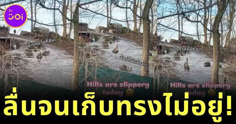เผยคลิปหาดูยากของนกอีมูลื่นลงเขา ที่จะทำให้ทุกคนรู้ว่า "แม้แต่นกก็มีวันที่แย่เหมือนกัน"