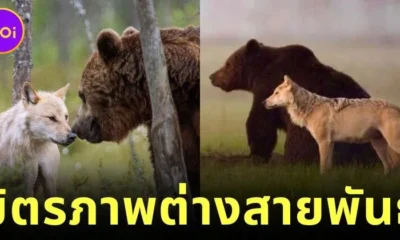 ช่างภาพต่างประเทศเผยภาพน่ารักของสองเพื่อนซี้ต่างสายพันธุ์ "หมาป่าสีเทากับหมีสีน้ำตาล" ออกล่าและเล่นด้วยกันนานสิบวัน