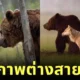 ช่างภาพต่างประเทศเผยภาพน่ารักของสองเพื่อนซี้ต่างสายพันธุ์ "หมาป่าสีเทากับหมีสีน้ำตาล" ออกล่าและเล่นด้วยกันนานสิบวัน