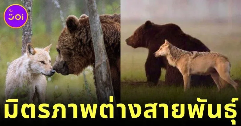 ช่างภาพต่างประเทศเผยภาพน่ารักของสองเพื่อนซี้ต่างสายพันธุ์ "หมาป่าสีเทากับหมีสีน้ำตาล" ออกล่าและเล่นด้วยกันนานสิบวัน