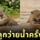 ช่างภาพต่างประเทศเผยภาพหาดูยากของแม่เสือดาวสอนลูกว่ายน้ำอย่างใกล้ชิดในป่าปังตานัลของบราซิล