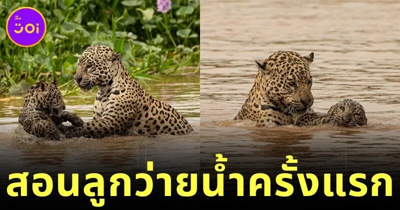 ช่างภาพต่างประเทศเผยภาพหาดูยากของแม่เสือดาวสอนลูกว่ายน้ำอย่างใกล้ชิดในป่าปังตานัลของบราซิล
