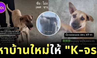 "K9 USAR THAILAND" รับดูแลและหาบ้านใหม่ให้สอง “K-จร” ฮีโร่ผู้ภักดี หลังเหตุการณ์ตึกสตง. ถล่ม