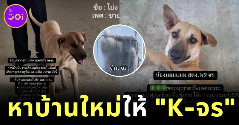 "K9 USAR THAILAND" รับดูแลและหาบ้านใหม่ให้สอง “K-จร” ฮีโร่ผู้ภักดี หลังเหตุการณ์ตึกสตง. ถล่ม
