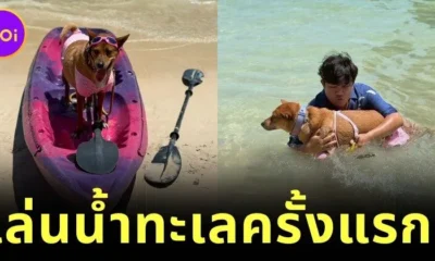 เปิดภาพ "คุณหมูแดง" ฮาจิโกะแห่งเมืองโคราช สัมผัสน้ำทะเลครั้งแรกที่จังหวัดกระบี่