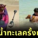 เปิดภาพ "คุณหมูแดง" ฮาจิโกะแห่งเมืองโคราช สัมผัสน้ำทะเลครั้งแรกที่จังหวัดกระบี่