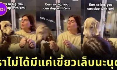ชาวเน็ตแห่แชร์คลิปเจ้าตูบไวมาราเนอร์ยื้อแย่ของเล่นกับนุด ก่อนใช้หูตบหน้าจนได้ตุ๊กตามาครอบครอง