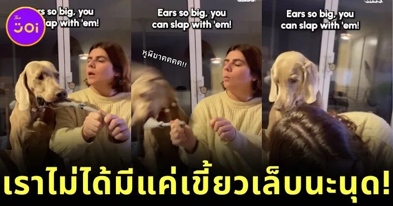 ชาวเน็ตแห่แชร์คลิปเจ้าตูบไวมาราเนอร์ยื้อแย่ของเล่นกับนุด ก่อนใช้หูตบหน้าจนได้ตุ๊กตามาครอบครอง