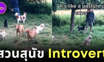 เมื่อสุนัขอินโทรเวิร์ต (Introvert) มารวมตัวกันที่ Dog Park บรรยากาศก็จะสนุกแบบเงียบ ๆ