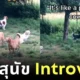 เมื่อสุนัขอินโทรเวิร์ต (Introvert) มารวมตัวกันที่ Dog Park บรรยากาศก็จะสนุกแบบเงียบ ๆ