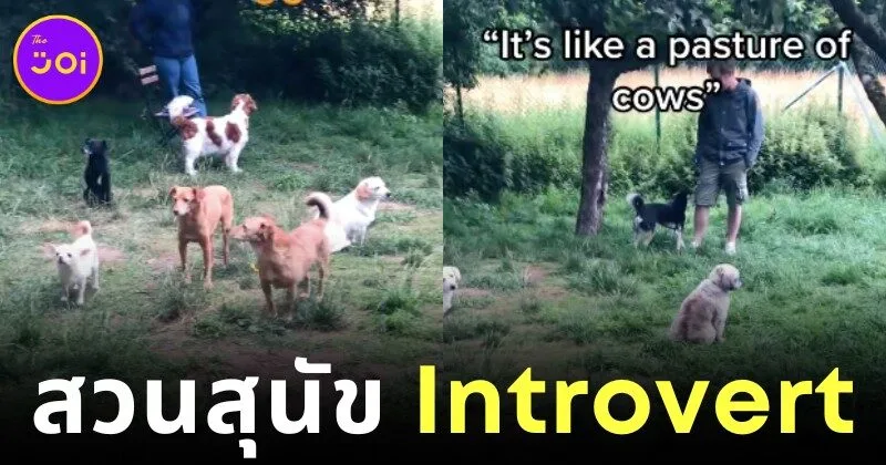 เมื่อสุนัขอินโทรเวิร์ต (Introvert) มารวมตัวกันที่ Dog Park บรรยากาศก็จะสนุกแบบเงียบ ๆ