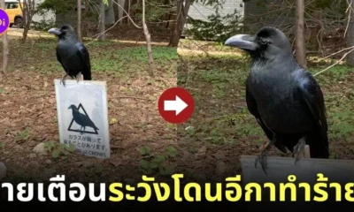ป้ายเตือนระวังโดนอีกาทำร้าย ญี่ปุ่น