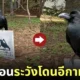 ป้ายเตือนระวังโดนอีกาทำร้าย ญี่ปุ่น