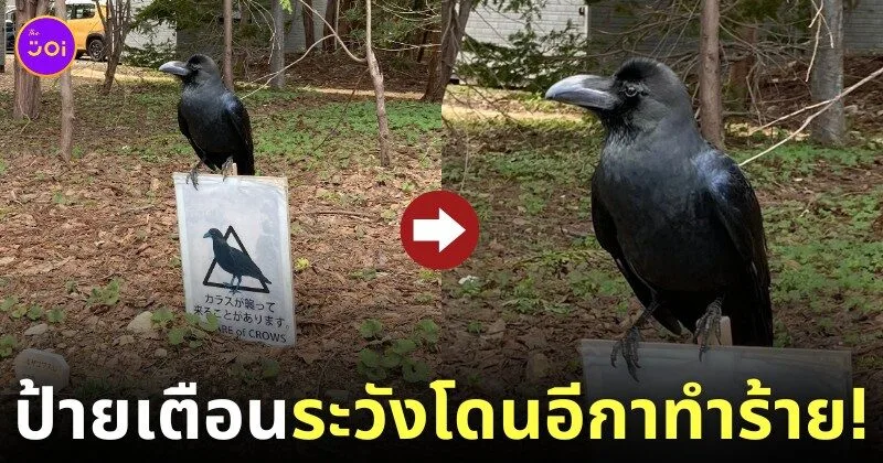 ป้ายเตือนระวังโดนอีกาทำร้าย ญี่ปุ่น