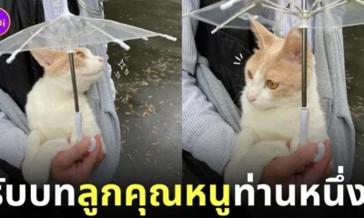 ภาพแมวเดินเล่นกับร่มคันจิ๋ว