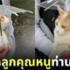 ภาพแมวเดินเล่นกับร่มคันจิ๋ว