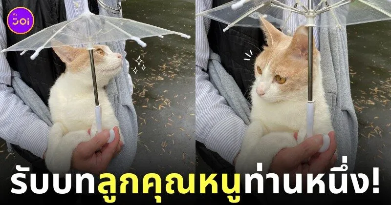 ภาพแมวเดินเล่นกับร่มคันจิ๋ว