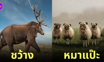 ภาพตัดต่อ Animal Hybrids สัตว์โลกผสมข้ามสายพันธุ์ Photoshop