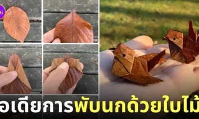 พับนกด้วยใบไม้