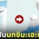 ยาสีฟันนกชิมะเอะนากะ