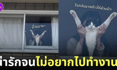 ภาพภรรยายืนอุ้มน้องแมวส่งสามีไปทำงาน
