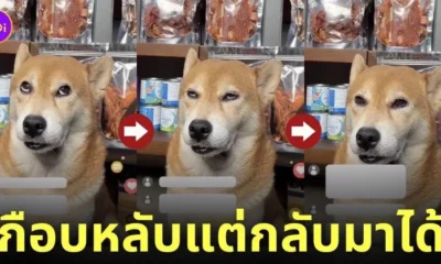 คลิปน้องหมาชิบะไลฟ์ขายขนมใน TikTok