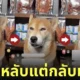 คลิปน้องหมาชิบะไลฟ์ขายขนมใน TikTok