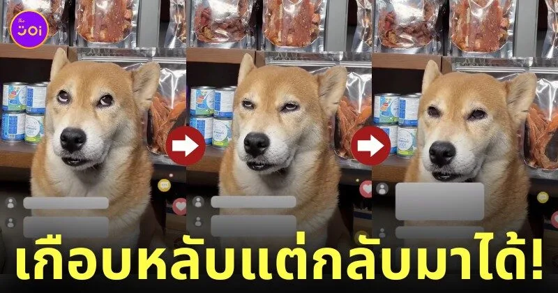 คลิปน้องหมาชิบะไลฟ์ขายขนมใน TikTok