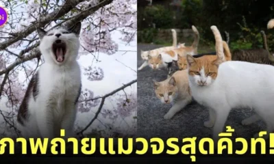 ภาพแมวจรจัด ช่างภาพชาวญี่ปุ่น Masayuki Oki