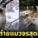 ภาพแมวจรจัด ช่างภาพชาวญี่ปุ่น Masayuki Oki