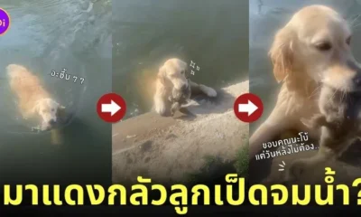 คลิปหมาโกลเด้นคาบเป็ดในน้ำขึ้นฝั่ง TikTok