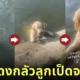 คลิปหมาโกลเด้นคาบเป็ดในน้ำขึ้นฝั่ง TikTok