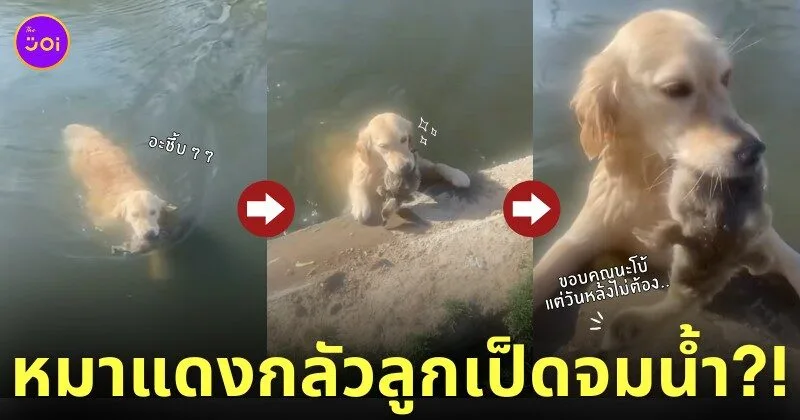 คลิปหมาโกลเด้นคาบเป็ดในน้ำขึ้นฝั่ง TikTok