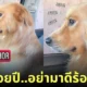 คลิปหมาโกลเด้นงอนเจ้าของ tiktok