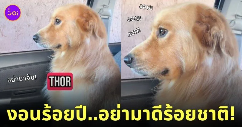 คลิปหมาโกลเด้นงอนเจ้าของ tiktok